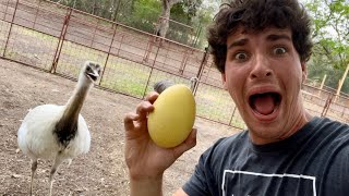 Kevin Laid an EGG!? (Gender Reveal) *emotional*