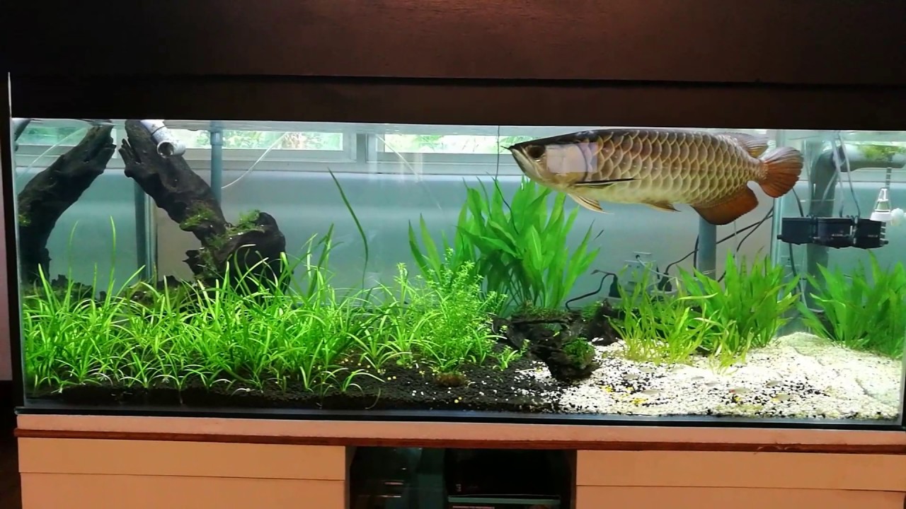  Arowana  in planted tank  YouTube