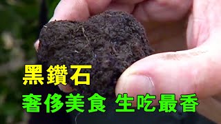 歐洲人愛吃的黑松露你知道它是什麼嗎