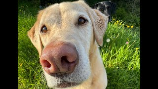 Olive and Mabel - Non-Gardener&#39;s World.