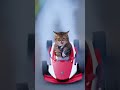 КотоГран‑при: Парковый дрифт на мини‑тачке 🐾 #Karting #Cats #Shorts #4K #Funny #meme #animals #sora2