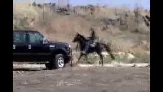 EZD's Rowdy Rawhide's Midnight Express singlefooter stallion part 2