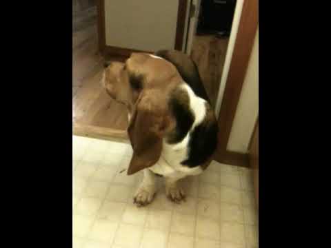 Beau the basset hound refuses to beat box