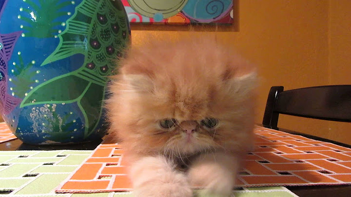 Video 3089981: tabby persian kitten, red tabby persian, tabby male persian