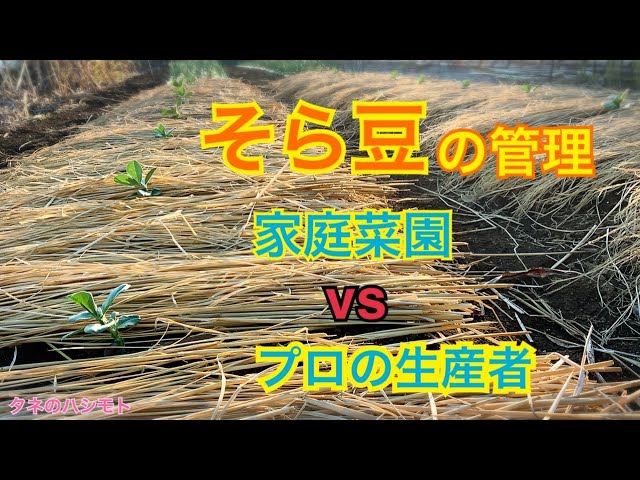 そら豆の栽培管理 種蒔き 施肥 定植 防除 品種 タネのハシモト Youtube