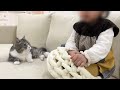 お嬢に自分のベッドを取られちゃった猫がこうなりました…笑