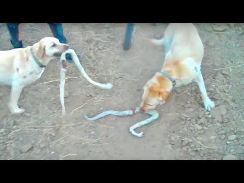 Rattlesnake Bites Dog