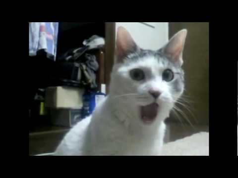 Cat cannot believe the goal scored by Danny Rose. Tottenham vs. Arsenal