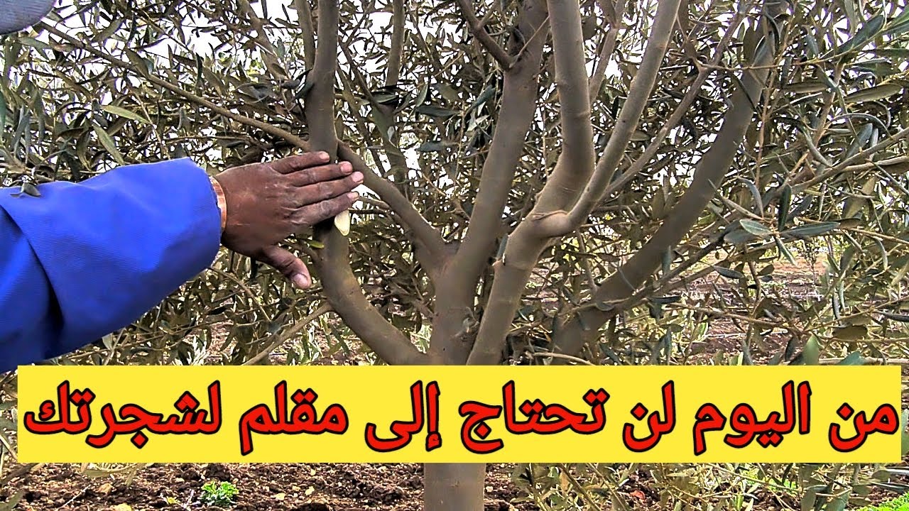 تعلم تقليم شجرة الزيتون بنفسك ومن دون تقني  عالم تقليم أشجار الزيتون 0771964799