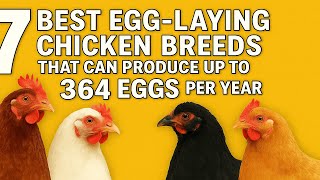 These Chickens Lay Over 350 Eggs a Year—Find Out Which!