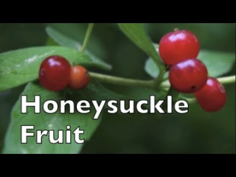 Video: Apakah buah honeysuckle dapat dimakan?