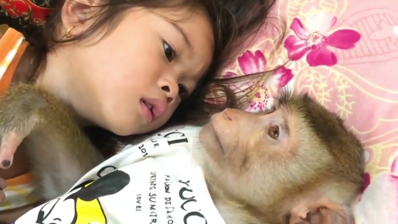 Monkey Jason $weet Eyes Contact With Sister Satya Softly Care To Sleep