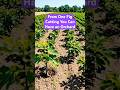 From One Fig Cutting You Can Have an Entire Orchard