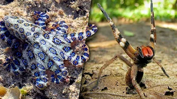 ¿Cuál es el veneno animal más letal del mundo?