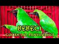 Masteran BEBECI suara asli cucak ijo banyuwangi || alas purwo GACOR