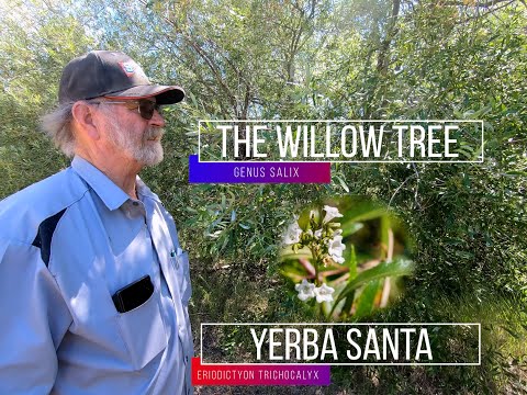 The Willow Tree & Yerba Santa | The healing tree and plant