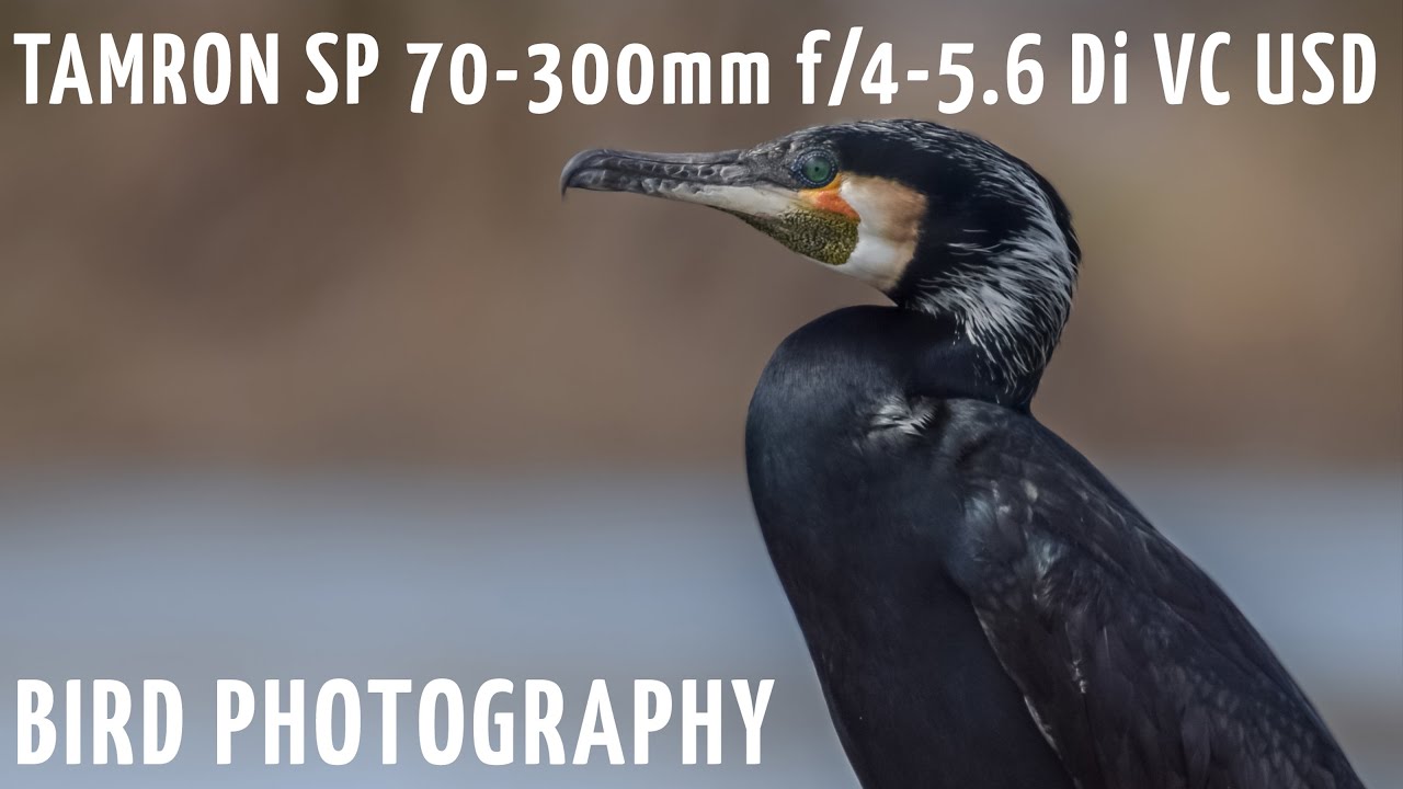 Tamron SP 70-300mm f/4-5.6 Di VC USD sample photos (bird