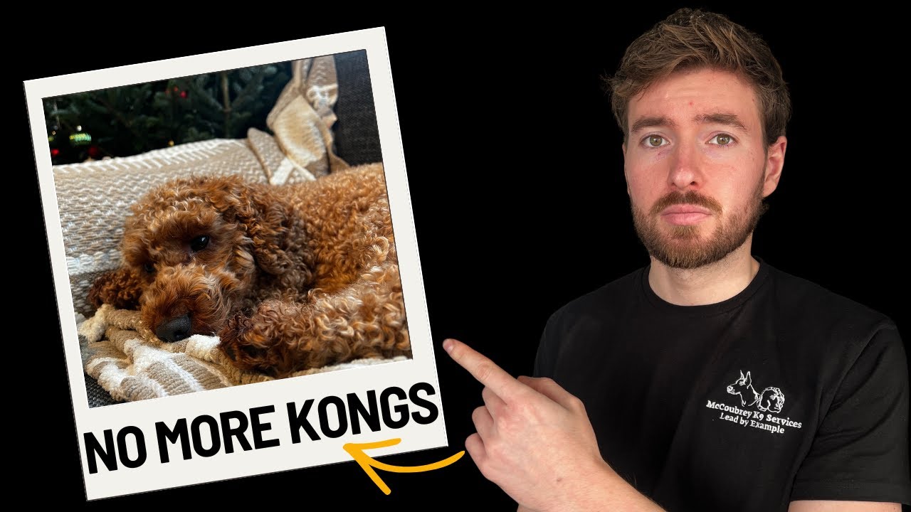 How I Exhaust My Reactive Cockapoo BEFORE Work (Full Time Job + High Energy Dog)