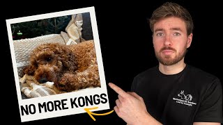 How I Exhaust My Reactive Cockapoo BEFORE Work (Full Time Job + High Energy Dog)
