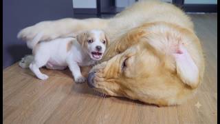 Anak Anjing Kecil Ini Mencari Masalah dengan Anjing yang Salah