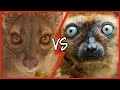 Madagascars demonic predator fossa vs the lemur  wild biosphere