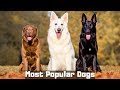 10 Most Popular Dog Breeds in the World