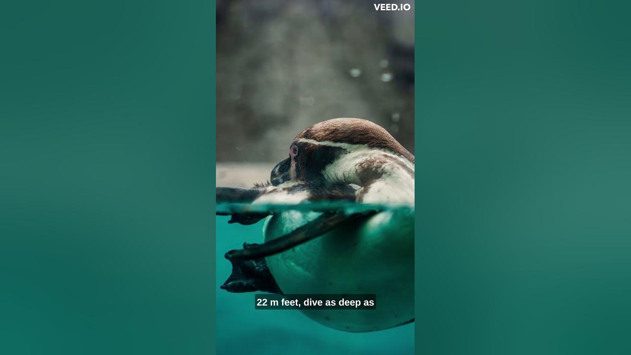 penguin-facts-youtube