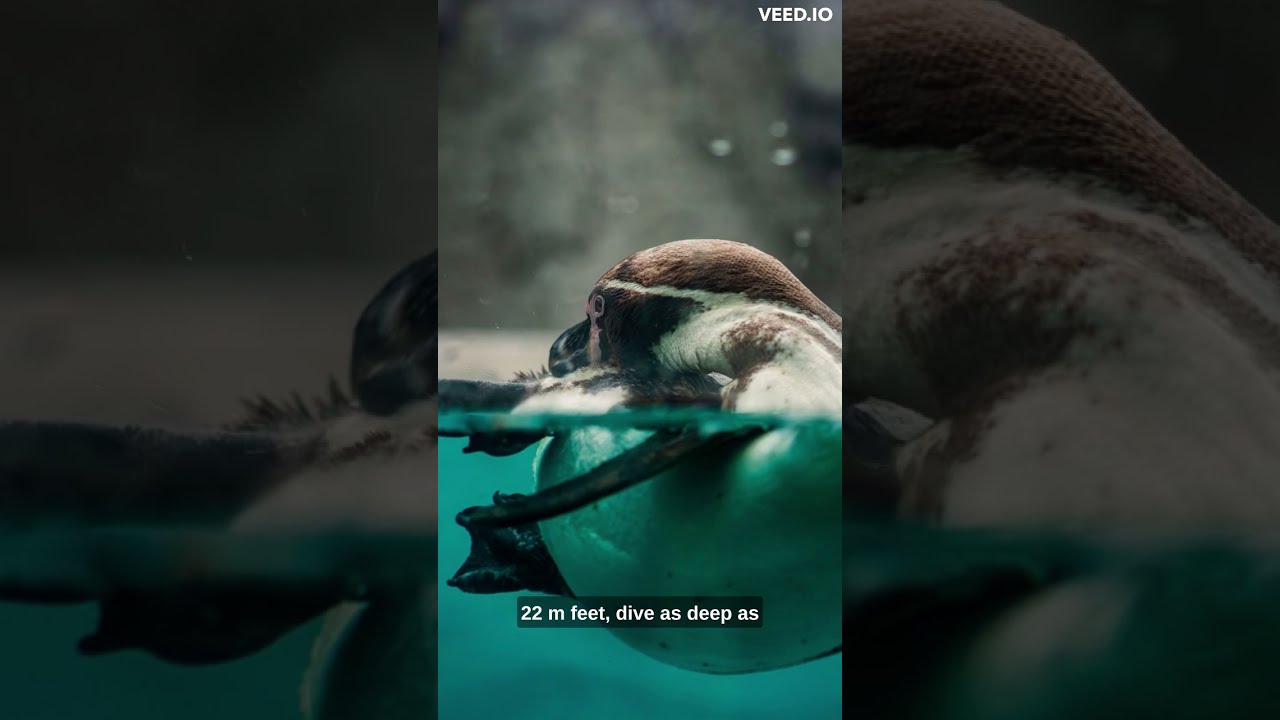 Penguin Facts YouTube Penguin Facts YouTube