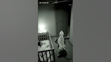 nguy hiểm quá. cận cảnh camerra ghi lại cảnh chú chó bảo vệ em bé  #shortfilmshowcase #cctv