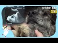 Rescue A Stray Dog With Strangely Bumpy Belly...(Part 1) l Kritter Klub