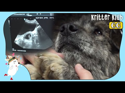 Video: Lucky Pup izdzīvo vājprātīgos uzbrukumus gļēviem