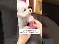 わんこ専用足カバー♪お散歩で足元汚れ知らず # わんこ足巻き布 #ペット肉球ケア#ペット便利グッズ #お散歩グッズ# 足汚れ防止