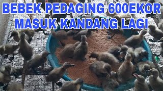 BEBEK PEDAGING LOKAL JANTAN 600EKOR