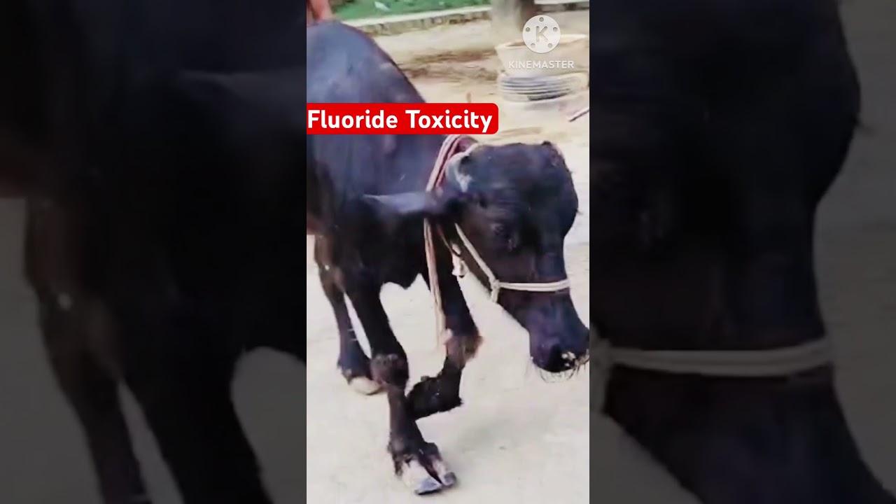 जानवरों में Fluoride पॉइजनिंग के Symptoms snd Treatment?