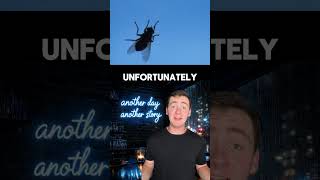Why are horse flies called horse flies?