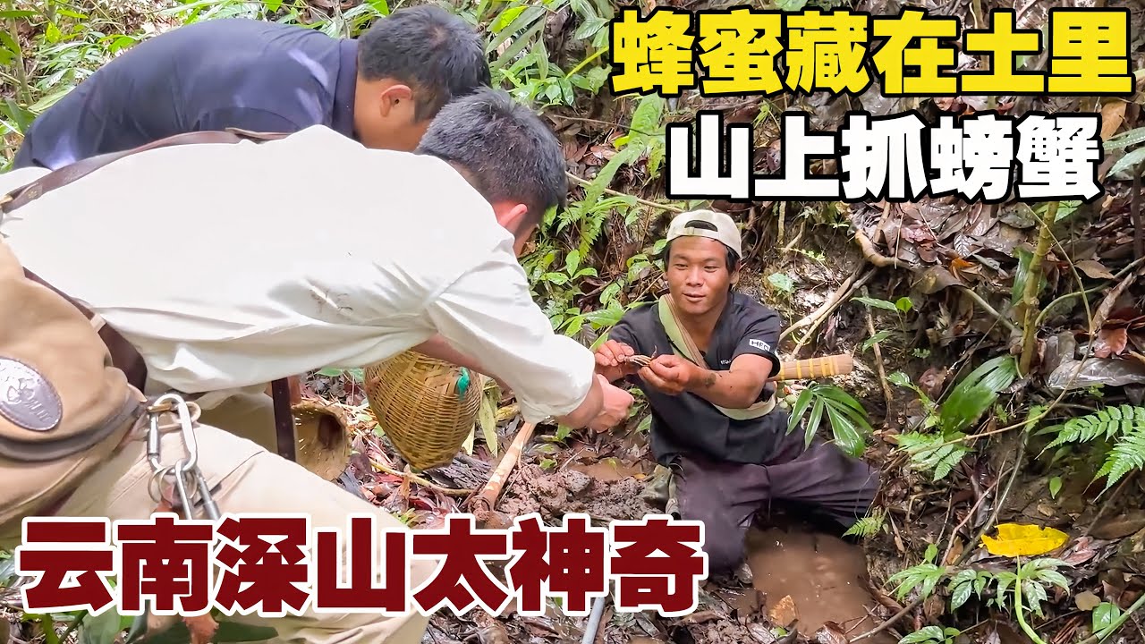 大自然太神奇了，蚂蚁和蜜蜂共享一个巢穴，把蜂蜜藏在土里【小白的奇幻旅行】