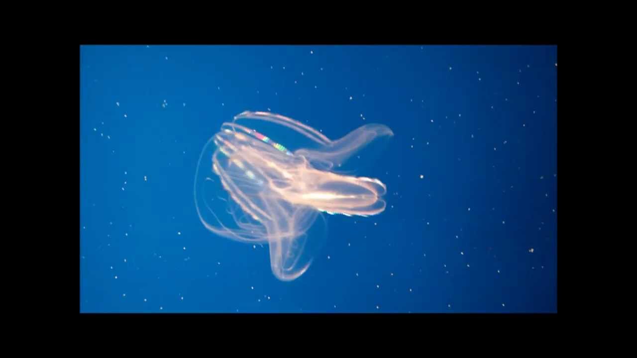 Comb Jelly (Monterey Bay Aquarium) YouTube