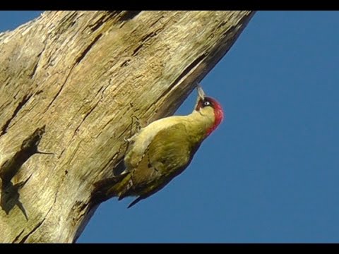 Green Woodpecker at Tehidy Woods - Pic Vert