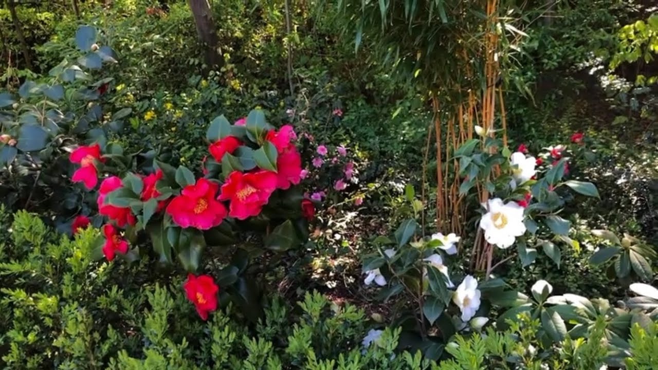 Kwitnące Kamelie w Polsce