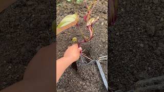 RT mini rotary tillage and ridging all-in one tree 🌲 short view#yourubeshortvid#satisfying