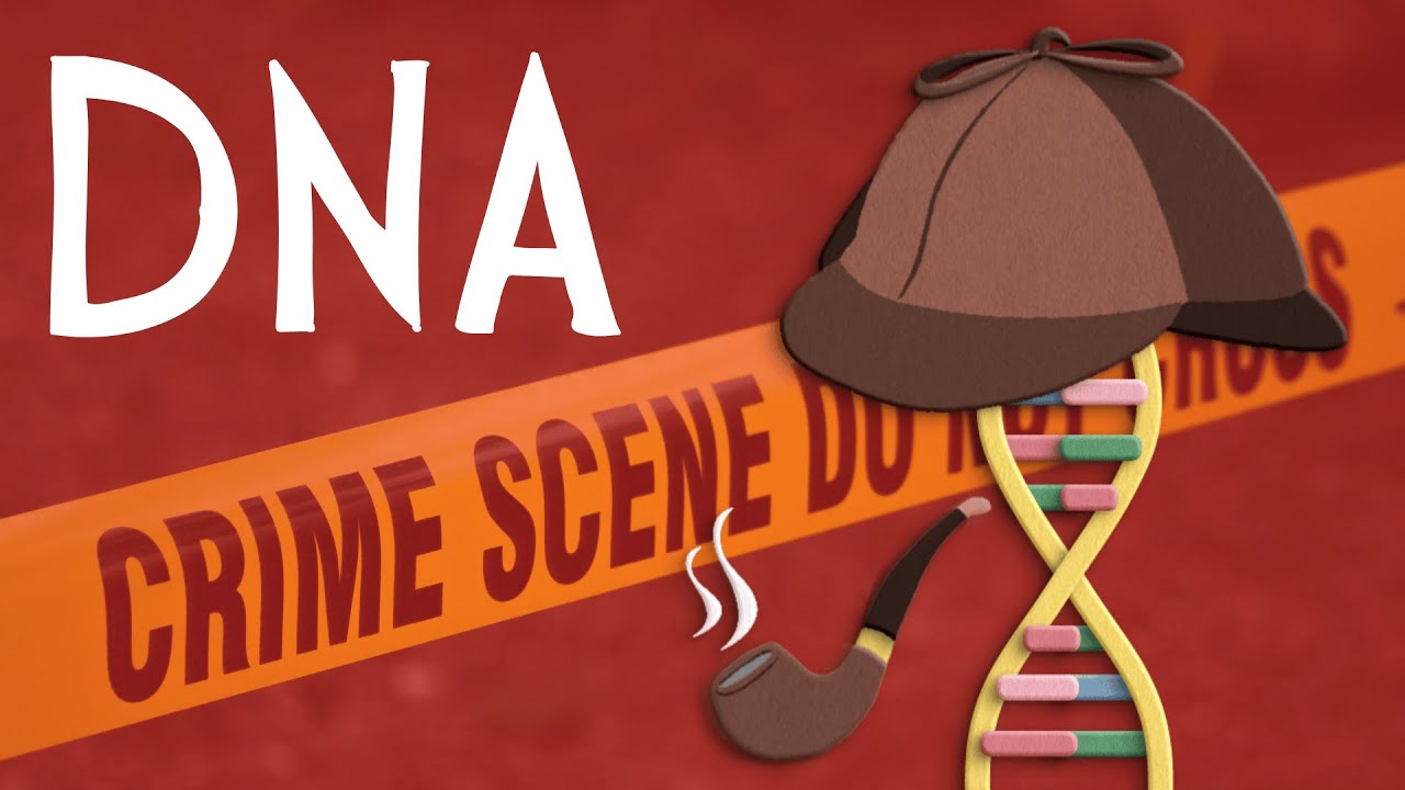 Can DNA help us solve a crime?