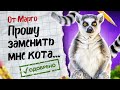 У лемура Марго новый сосед? 🙀 Нападение лемура на котов