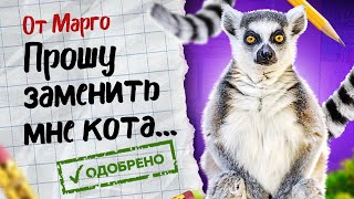 У лемура Марго новый сосед?  Нападение лемура на котов