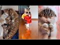 Funny lazy cats  compilation    funny lazy cat  zomix ali tv