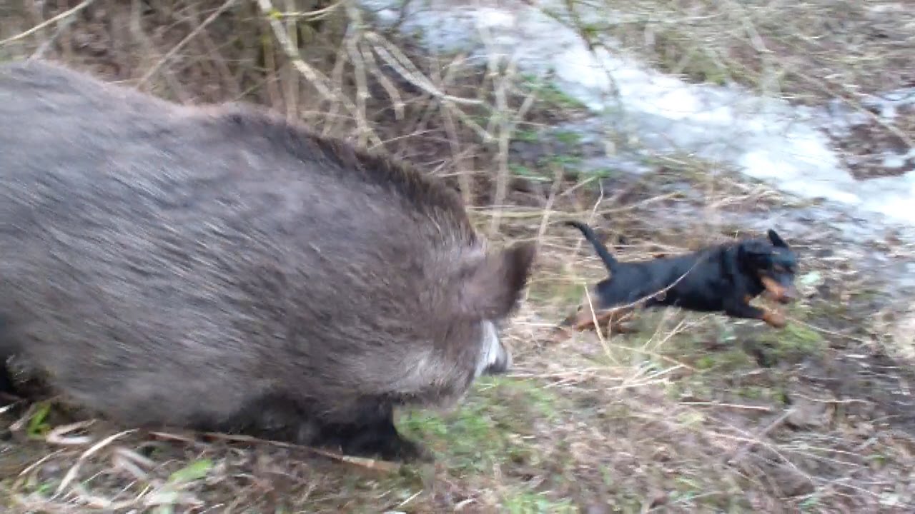 Video of a wild javelina sprinting down an Arizona street is perfect ...