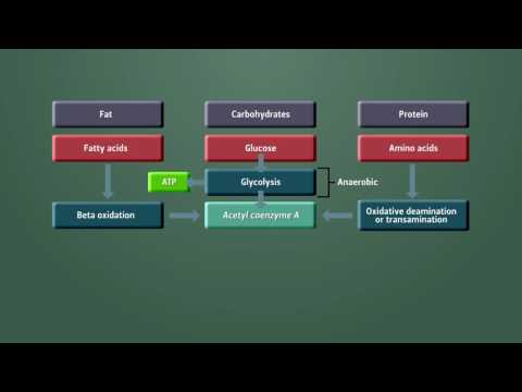 Metabolism Module 2