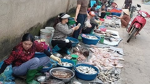 Cá Đục,Cá Hảo,Cá Ngạnh Các Loại Cá Hồ Thủy Điện Thác Bà,Sông Chảy Tại Chợ Sép Thác Bà.