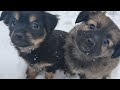 ПЕРВЫЙ в своей ЖИЗНИ СНЕГ ❄️ любимых 💕 МИШЕЛЬ и БАГИРЫ!!!🐶👐🐶