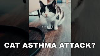 Cat Asthma Attack - symptoms to look for in your kitty + descriptions