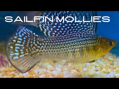 Sail fin mollies 